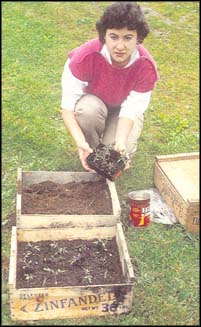 Daughter Lisa helps to transfer young seedlings from wooden crates.